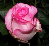 /album/foto-tsvetochnyj-mir/roza-bela-vita-jpg/